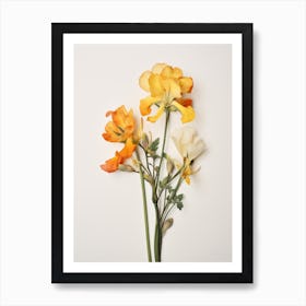 Pressed Flower Botanical Art Freesia 1 Art Print