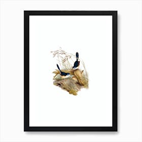 Vintage Fawn Breasted Superb Warbler Bird Illustration on Pure White n.0145 Art Print