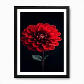 Red Dahlia Art Print