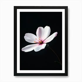 White Flower On Black Background 2 Art Print