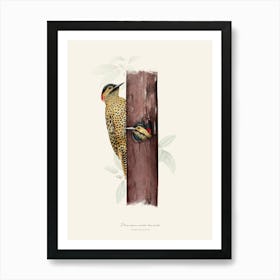 Green-barred woodpecker Art Print