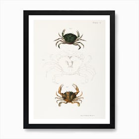 Littoral Crab And Lady Crab Art Print