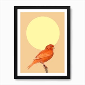Japanese Sunbird Art Print