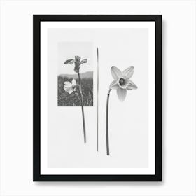 Daffodil Flower Photo Collage 5 Art Print