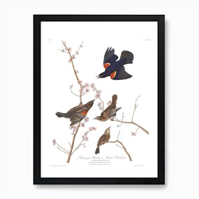 Red Winged Starling Art Print