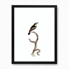 Vintage Red Rumped Tinkerbird Bird Illustration on Pure White Art Print