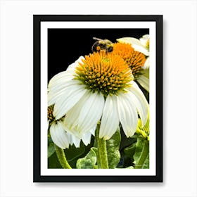 Bee On A Flower Art Print