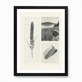 Lavender Flower Photo Collage 4 Art Print
