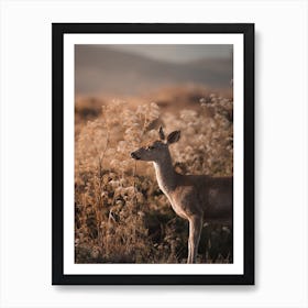 Mule Deer In Tall Grass Art Print