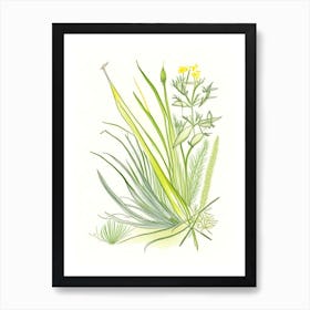 Lemon Grass Spices And Herbs Pencil Illustration 2 Art Print