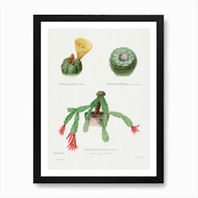 Peyote, Indian Head And Christmas Cactus, Familie Der Cacteen Art Print