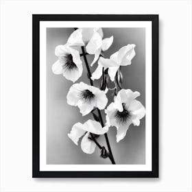 Sweet Pea B&W Pencil 3 Flower Art Print