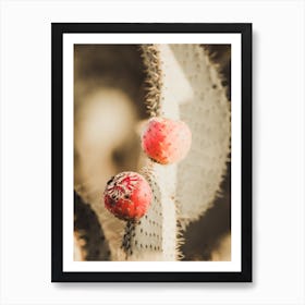 Red Cactus Fruit Art Print