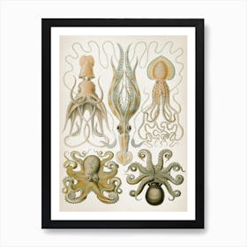 Vintage Haeckel 1 Tafel 54 Trichterkraken Art Print