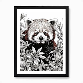 Red Panda Hiding In Bushes Ink Illustration 2 Art Print