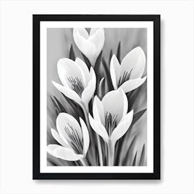 Crocus B&W Pencil 4 Flower Art Print