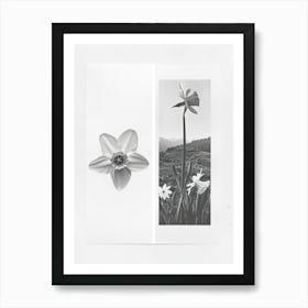 Daffodil Flower Photo Collage 1 Art Print