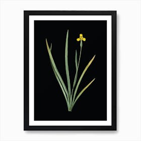 Vintage Iris Martinicensis Botanical Illustration on Solid Black n.0757 Art Print