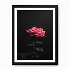 Pink Rose On Black Background 1 Art Print