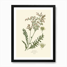 Botanical Print 8 Art Print