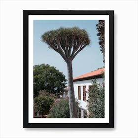 Beautiful Tree, Tenerife, Canary Islands Art Print