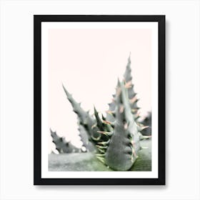 Succulent Plant Art Print