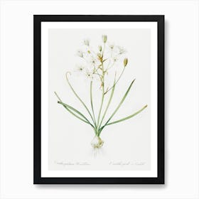 Ornithogalum Umbellatum Illustration From Les Liliacée, Pierre Joseph Redouté Art Print