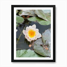 Water Lilies Art Print