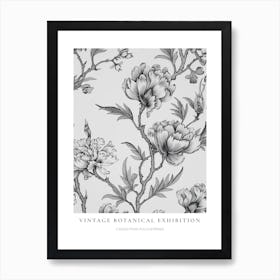 Peacock Flower (Caesalpinia Pulcherrima) B&W Vintage Botanical Poster Art Print