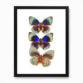 Three Colored Butterflies Art Print