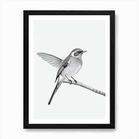 European Robin B&W Pencil Drawing 2 Bird Art Print