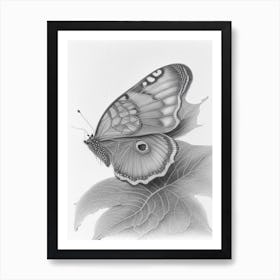 Comma Butterfly Greyscale Sketch 1 Art Print