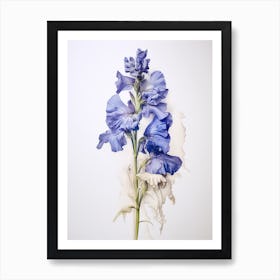 Pressed Flower Botanical Art Delphinium 2 Art Print