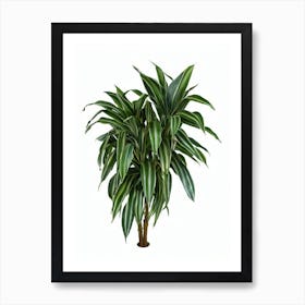 Pleomele (Dracaena Reflexa) Watercolor Art Print