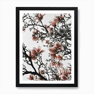 Beautiful Blush Magnolia Art Print