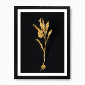Vintage Fritillaria Latifolia Botanical in Gold on Black n.0160 Art Print
