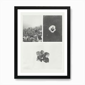 Pansy Flower Photo Collage 3 Art Print