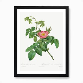 Rosa Villosa Terebenthina, Pierre Joseph Redoute Art Print