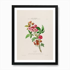 Botanical Illustration Of Flowers 1 Art Print