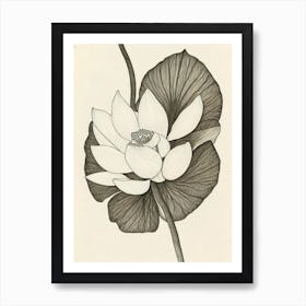 Lotus Vintage Botanical Flower Art Print