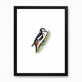 Vintage Great Spotted Woodpecker Female Bird Illustration on Pure White Art Print