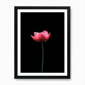 Single Pink Tulip Art Print