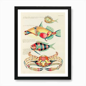 Colourful And Surreal Illustrations Of Fishes And Crab Found In The Indian And Pacific Oceans, Louis Renard(68) Art Print