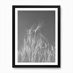 Untitled Photo, Possibly Related To Ripe Wheat In The Field Art Print