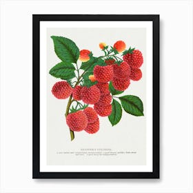 Vintage Raspberry Lithograph Art Print