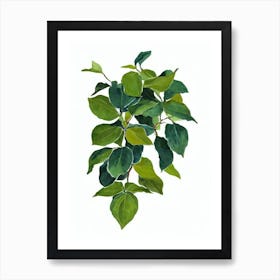 Bougainvillea Plant (Bougainvillea Glabra) Watercolor Art Print