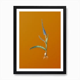 Vintage Ixia Plantaginea Botanical on Sunset Orange n.0384 Art Print