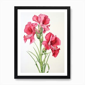 Gladiolus Flower Vintage Botanical 3 Art Print