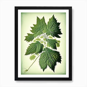 Stinging Nettle Herb Vintage Botanical Art Print