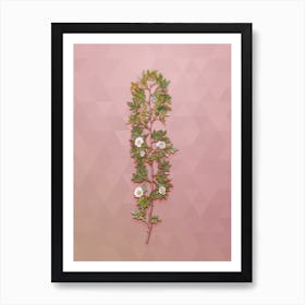 Vintage Cuspidate Rose Botanical Art on Crystal Rose n.1302 Art Print